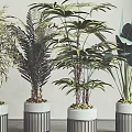 Modern Interior With Various Leafy Potted Plants In White Metal Frame Pots 3d model