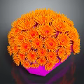 Bright Orange Aquatic Coral with Pink Base and Spherical Flower Shaped Form