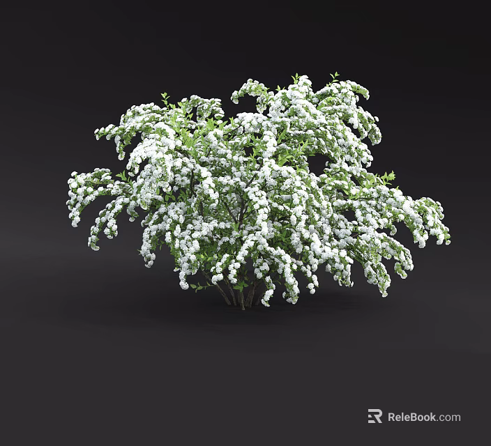 Stunning Shrub With Lush Green Foliage And Beautiful White Flowers In Garden 3d model 