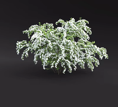 Stunning Shrub With Lush Green Foliage And Beautiful White Flowers In Garden 3d model