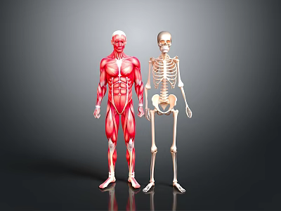 Detailed 3D Human Anatomy Illustration Featuring Muscular System And Skeleton Structure 3d model