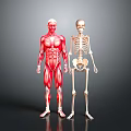Detailed 3D Human Anatomy Illustration Featuring Muscular System And Skeleton Structure