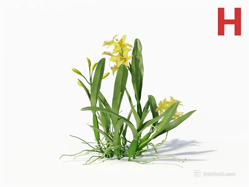 Blooming Yellow Orchids with Fresh Green Leaves on White Background 3d model 