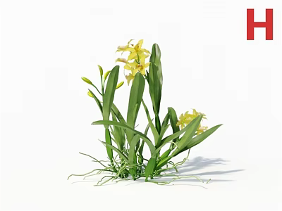Blooming Yellow Orchids with Fresh Green Leaves on White Background 3d model