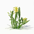 Blooming Yellow Orchids with Fresh Green Leaves on White Background