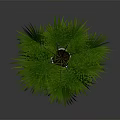 Green Palm Plant With Large Green Leaves In White Pot On Dark Background