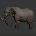 Realistic Gray Elephant With Long Trunk And Tusks Standing On Light Background 3d model