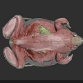 3D Rendered Anatomical Structure Showing Muscle Vessels And Internal Organs