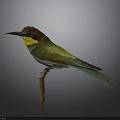 Colorful Bird With Vibrant Green Yellow Brown Feathers Perched On Wooden Branch Against Dark Background