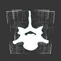 Detailed White Vertebra 3D Model Anatomical Structure on Black Background