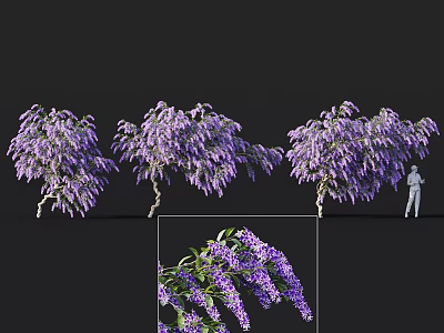 Blooming Purple Wisteria Tree With Hanging Flowers And Garden Size Proportion 3d model