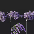 Blooming Purple Wisteria Tree With Hanging Flowers And Garden Size Proportion