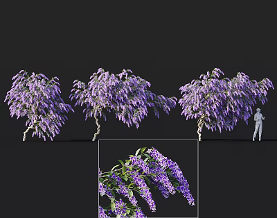 Blooming Purple Wisteria Tree With Hanging Flowers And Garden Size Proportion 3d model