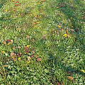 Lush Green Grass Field With Colorful Fallen Leaves And Small White Flowers