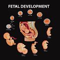 Modern 2D cartoon fetal development growth process stage October pregnancy diagram 3d model