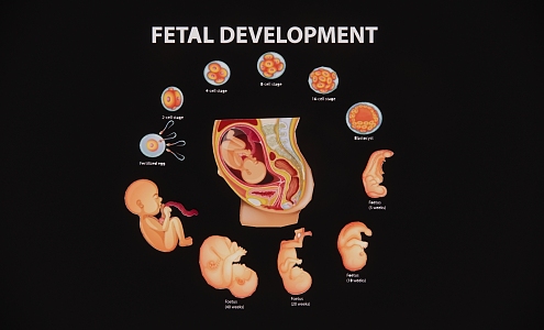 Modern 2D cartoon fetal development growth process stage October pregnancy diagram 3d model