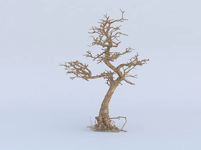 Dry Arbor With Twisted Branches And Exposed Roots In White Background 3d model