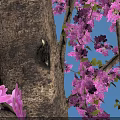Bauhinia Tree with Pink Flowers 4.5 Meters Tall Standing on Paved Square Ground