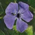 Vibrant Purple Flower With Soft Petals And Dark Center Among Lush Green Leaves