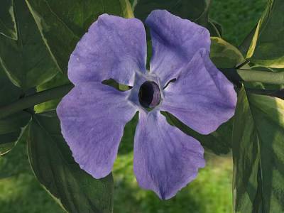 Vibrant Purple Flower With Soft Petals And Dark Center Among Lush Green Leaves 3d model