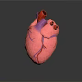 Realistic 3D Human Heart Model With Pink Tissue And Purple Blood Vessels