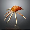 Vibrant Red and Orange Crab with Long White Legs on Dark Background with Reflection