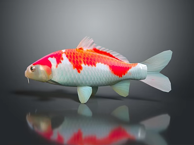 Vibrant Red And White Koi Fish With Reflection On Dark Surface 3d model