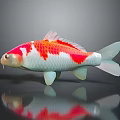 Vibrant Red And White Koi Fish With Reflection On Dark Surface