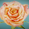 Pink and orange gradient rose with green stem and leaves on light blue background