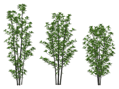 Modern Tree French Holly 3d model