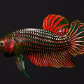 Colorful Ornamental Freshwater Aquatic Fish with Red Green Black Vibrant Fins and Spotted Scales