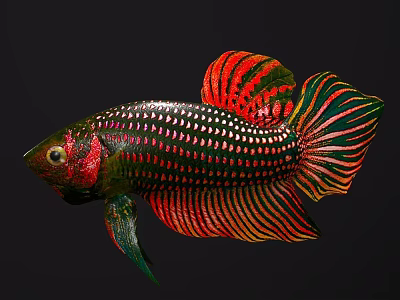 Colorful Ornamental Freshwater Aquatic Fish with Red Green Black Vibrant Fins and Spotted Scales 3d model