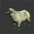 White Wool Sheep With Black Head And Legs Standing Against Gray Background