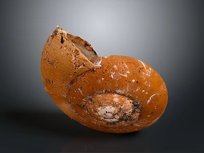 Orange Snail Shell with Natural Texture and Broken Edge on Dark Background 3d model