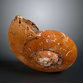 Orange Snail Shell with Natural Texture and Broken Edge on Dark Background 3d model