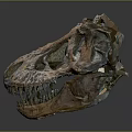 Detailed Dinosaur Skull Fossil Exhibiting Prehistoric Bone Structure And Sharp Teeth 3d model