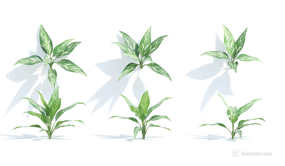 Green Variegated Leaf Plants with Fresh Foliage and Different Growth Sizes for Indoor Home Decoration 3d model 
