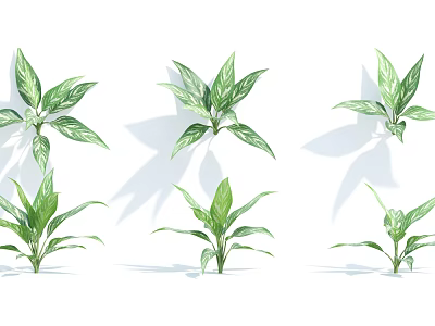 Green Variegated Leaf Plants with Fresh Foliage and Different Growth Sizes for Indoor Home Decoration 3d model