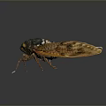 Detailed Cicada With Transparent Brown Textured Wings And Segmented Body On Dark Background