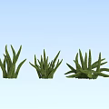 Three Different Green Grass Plants with Various Leaf Shapes and Growth Forms