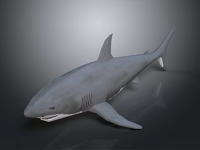 Realistic Gray Shark Model With Dorsal Fin And Open Mouth On Dark Background 3d model