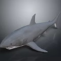 Realistic Gray Shark Model With Dorsal Fin And Open Mouth On Dark Background