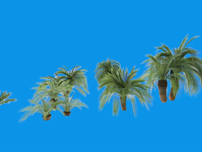 Several Palm Trees with Green Fronds and Tall Trunks against Blue Background 3d model
