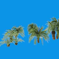 Several Palm Trees with Green Fronds and Tall Trunks against Blue Background