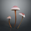 Three Mushroom Plants With Pink Caps White Edges And Brown Stems On Dark Background