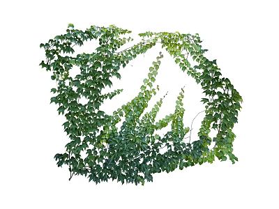 Lush Green Vines With Dense Leaves Growing In Natural Trailing Pattern 3d model