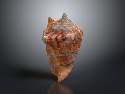 Shiny Conch Shell With Orange Brown Patterns On Dark Reflective Surface 3d model