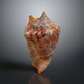 Shiny Conch Shell With Orange Brown Patterns On Dark Reflective Surface