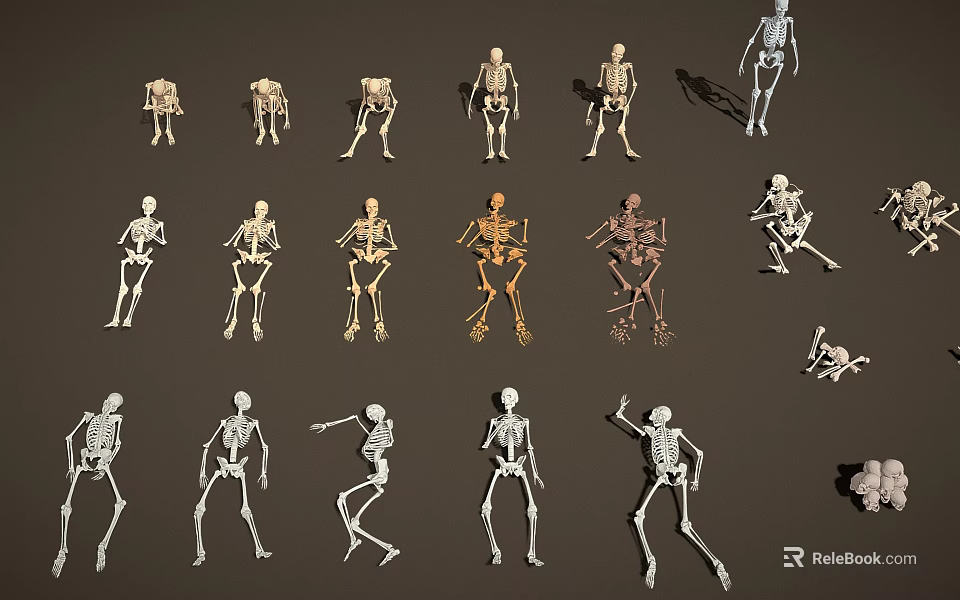 Medical Equipment Skeleton Models With Multiple Different Poses For Anatomical Education And Training 3d model 