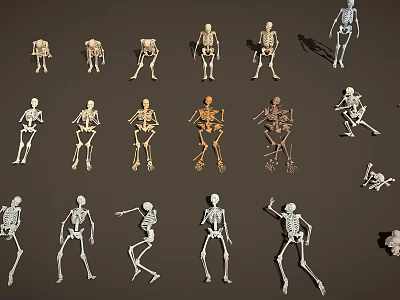 modern human skeleton 3d model